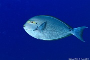 Acanthurus mata-Maldives Humale corner-32m-20240422-da-DSC_5684_tn
